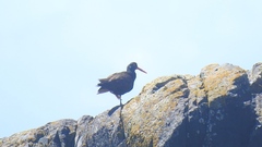 Haematopus bachmani