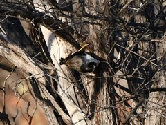 Daphoenositta chrysoptera
