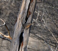 Acanthiza uropygialis