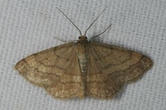 Scopula rubiginata