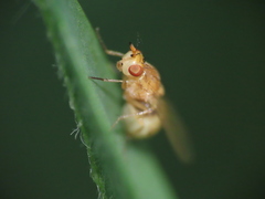 Lauxaniidae