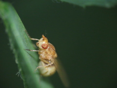 Lauxaniidae
