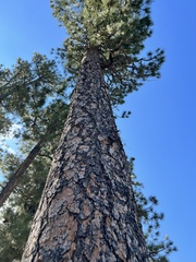 Pinus ponderosa