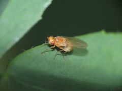 Lauxaniidae