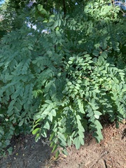 Robinia pseudoacacia