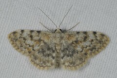 Scopula rufomixtaria