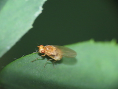 Lauxaniidae