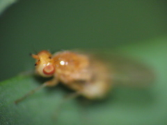 Lauxaniidae