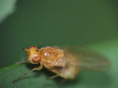 Lauxaniidae