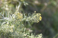 Galatella biflora