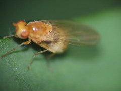Lauxaniidae
