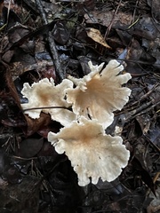 Hohenbuehelia petaloides