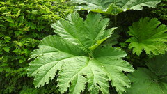Gunnera