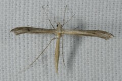Stenoptilia