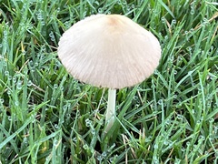 Conocybe apala