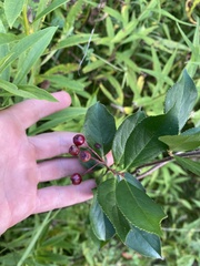 Aronia melanocarpa