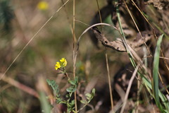 Medicago falcata