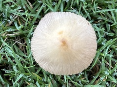 Conocybe apala