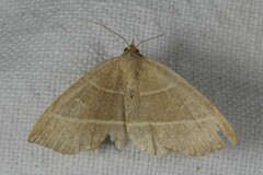 Trisateles emortualis