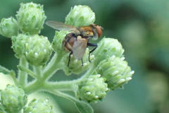 Gymnoclytia