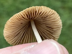 Conocybe apala