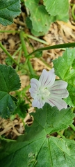 Malva neglecta