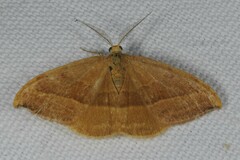 Watsonalla cultraria