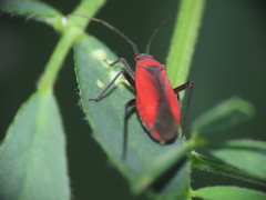 Lopidea instabilis