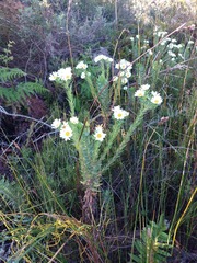 Osmitopsis asteriscoides