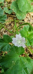 Malva neglecta
