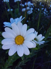 Osmitopsis asteriscoides