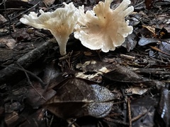 Hohenbuehelia petaloides