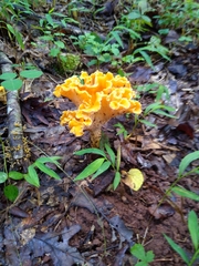 Cantharellus