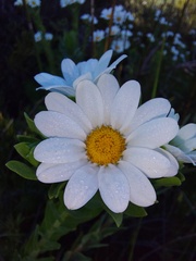 Osmitopsis asteriscoides
