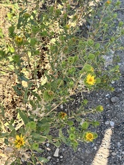 Grindelia squarrosa