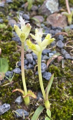 Lachenalia