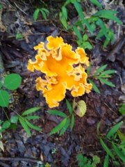 Cantharellus
