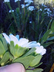 Osmitopsis asteriscoides