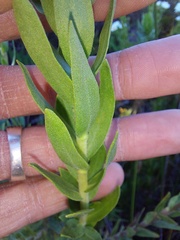 Osmitopsis asteriscoides