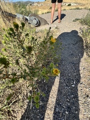 Grindelia squarrosa