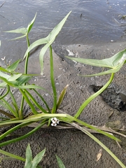 Sagittaria sagittifolia