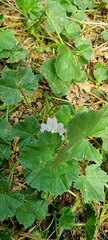 Malva neglecta