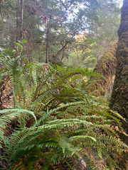 Polystichum californicum