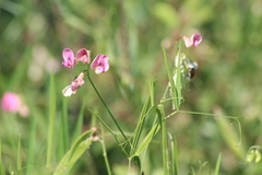 Lathyrus
