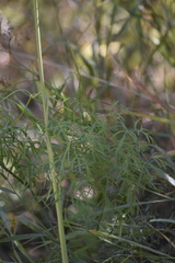 Cenolophium denudatum