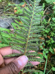 Polystichum californicum