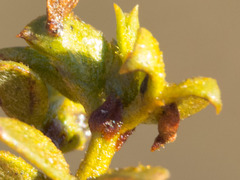 Asphondylia silicula
