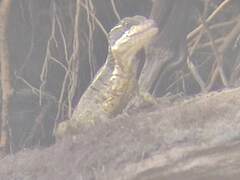 Basiliscus basiliscus