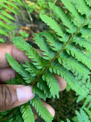Polystichum californicum