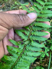 Polystichum californicum